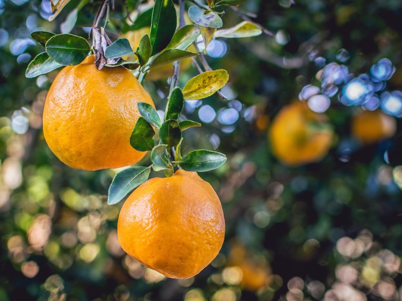 Edifício Hill Taquara recebe plantio de árvores frutíferas
